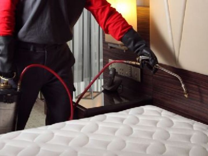 Bed Bug Removal Services