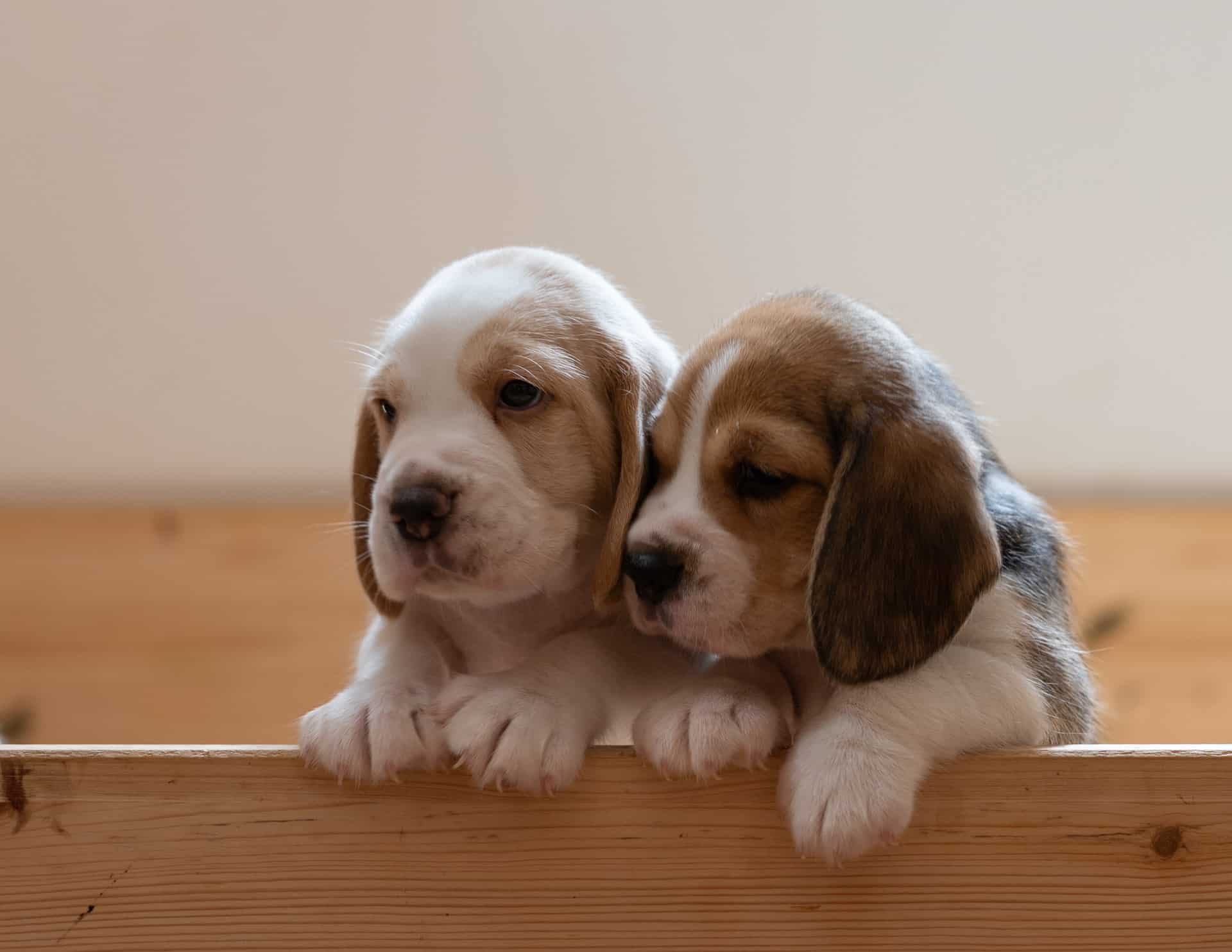 Before Bringing Home Your New Pet