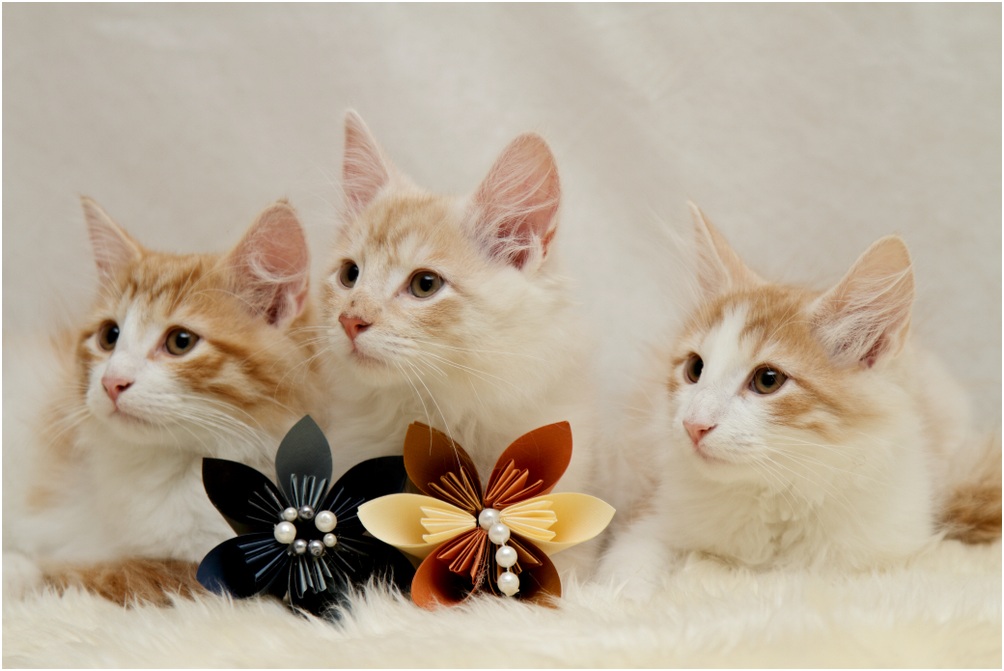 Norwegian Forest Cat