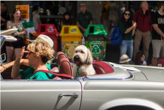 ips When Traveling With Your Pet